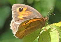 Butterfly bonanza or bust: Meadow browns thriving but marbled whites struggle