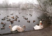 Dismay as swan is left to die in road