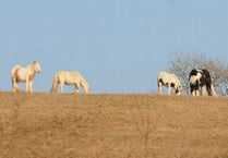 Welfare concern as horses die
