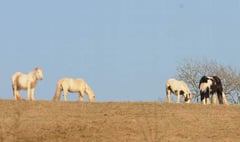 Welfare concern as horses die