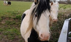 Horses’ owner given four days to move them