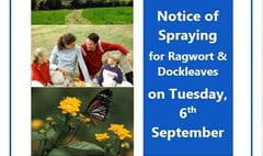 Council defends ragwort spraying