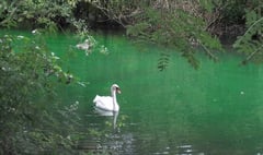 False alarm over lurid pond water