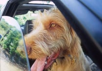 Campaign launch to save dogs from hot cars
