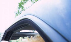 Campaign launch to save dogs from hot cars