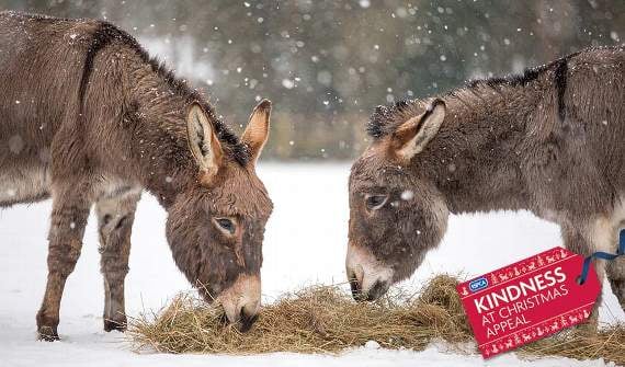 Kindness not just for Christmas, says RSPCA