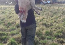 Farmer plea as ‘big’ dog savages ewe