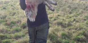 Farmer plea as ‘big’ dog savages ewe