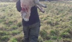 Farmer plea as ‘big’ dog savages ewe