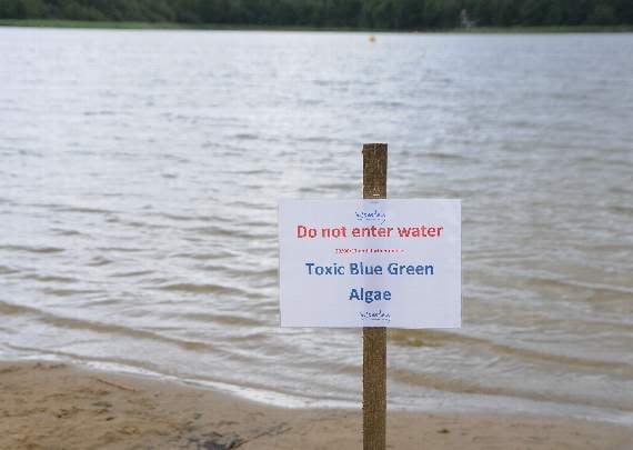 Toxic algae closes Frensham Great Pond