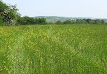 Meadow: You must get it right