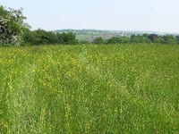 Meadow: You must get it right