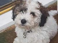 Family's horror as puppy savaged by Rottweiler at Frensham Little Pond