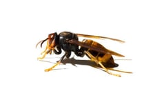 Hornets on the loose