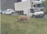 Escaped pig closes A31 for more than four hours