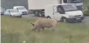 Escaped pig closes A31 for more than four hours