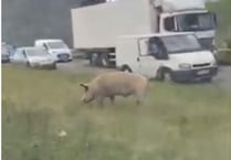 Escaped pig closes A31 for more than four hours