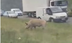 Escaped pig closes A31 for more than four hours