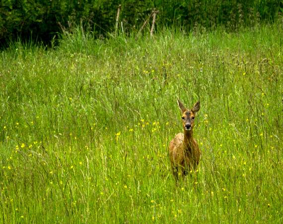 Dog owners warned after deer attacks at Farnham Park