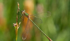 Reserve officially recognised as dragonflies hotspot