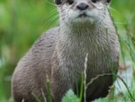 King's Pond is likely home to otters