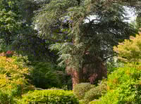Rare chance to see Chiddingfold's Ramster Garden in summer