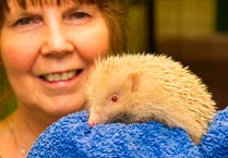 Albino ‘Al’ saved by animal centre
