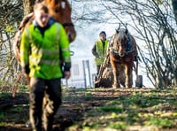 Horse power helps woodland flourish