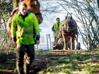 Horse power helps woodland flourish