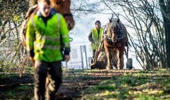 Horse power helps woodland flourish