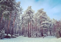 Decision on filming at Bourne Wood delayed after hot debate