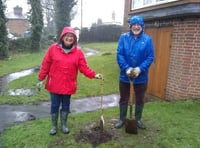 Generous donation of memorial tree means vandals don’t get the last word