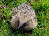 Has there been a hedgehog in your garden?