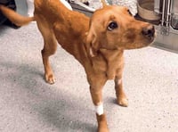 Pooch has life-saving amputation after days in snare