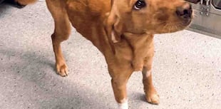 Pooch has life-saving amputation after days in snare