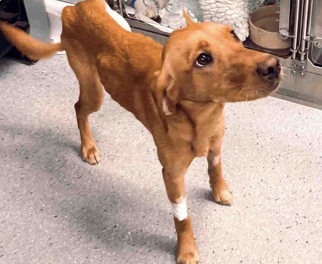 Pooch has life-saving amputation after days in snare