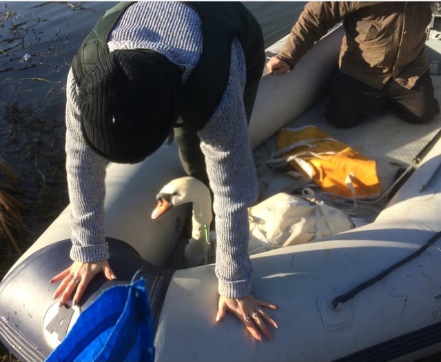 Woman speaks of horror after swan shot by crossbow