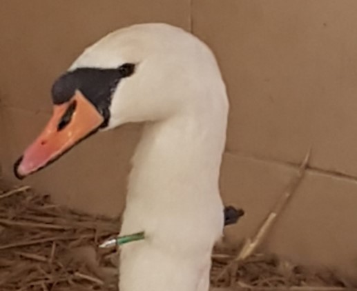 Swan at Waverley Abbey is shot by a crossbow
