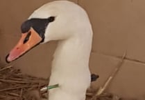 Swan at Waverley Abbey is shot by a crossbow
