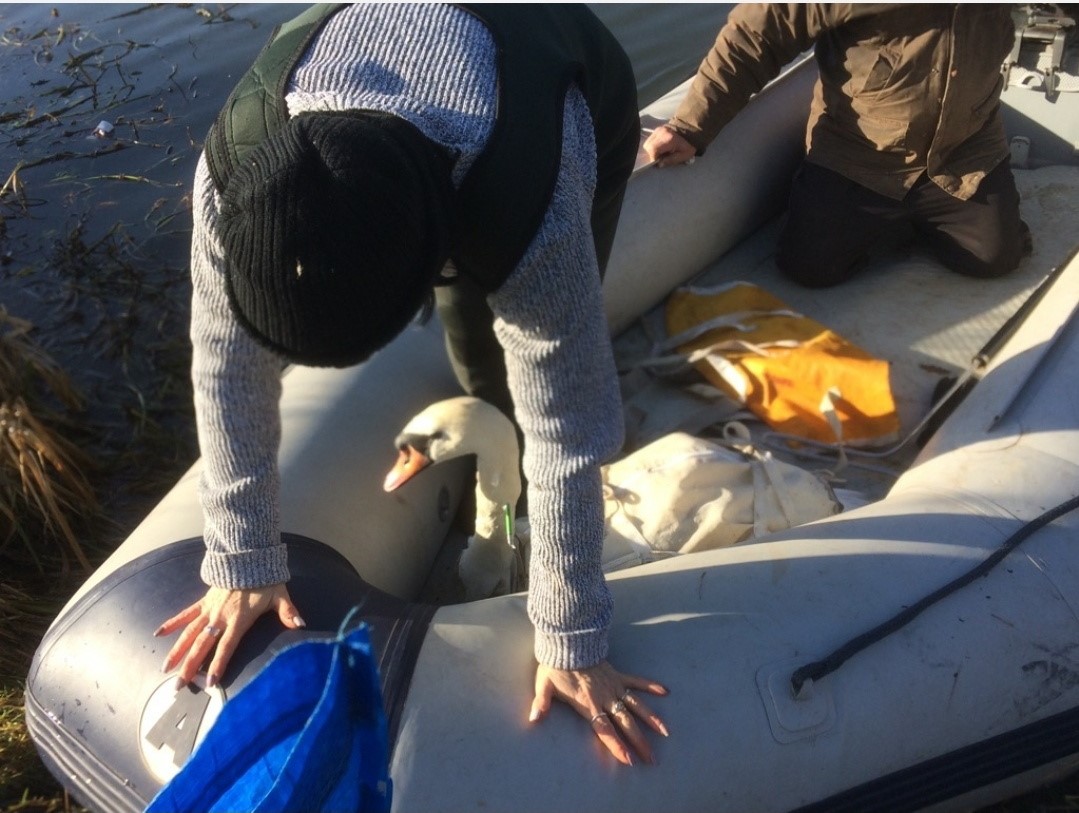 Rescuers from the Shepperton Swan and Wildfowl Sanctuary took two days to catch the injured swan