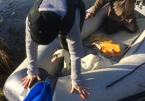 Swan returns to Waverley Abbey after crossbow attack