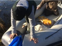 Swan returns to Waverley Abbey after crossbow attack
