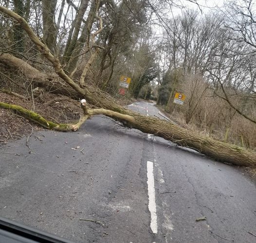 A tree down by the Shalden sign on Old Odiham Road