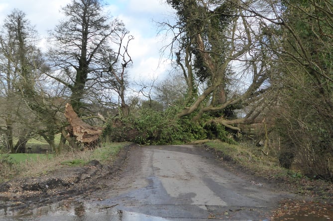 A collapsed tree blocks Picketts Hill in Headley