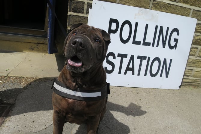 Dog outside a polling station