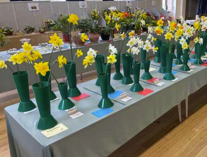 Daffodils at the Ropley Horticultural Society’s 2022 spring show