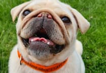 Pugs and Prejudice brings Jane Austen to life