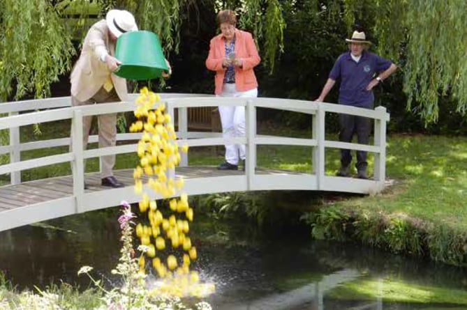 Starting the River Wey duck race.