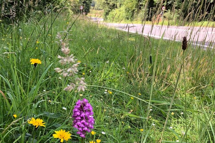 The purple flower is a pyramidal orchid on a verge in Pertuis Avenue, Alton, on June 22nd 2022.