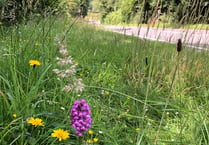 Unmown verge a haven for orchids in Alton
